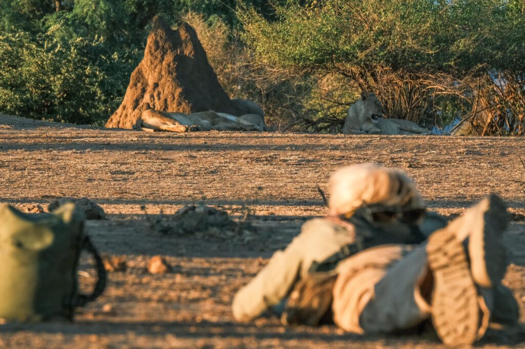 Filming lions on foot in Mana Pools, Zimbabwe